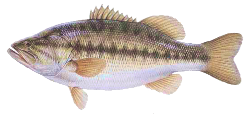 De black-bass De black-bass