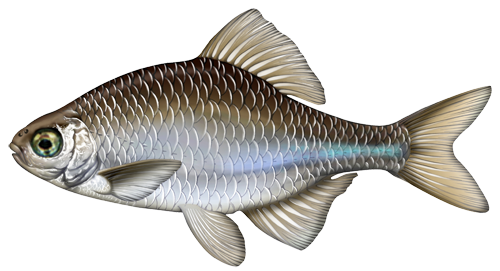 Gorchak Gorchak