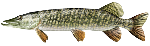 Le brochet Le brochet