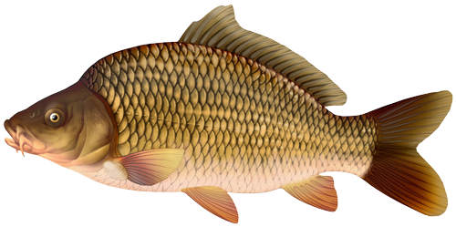 CARP CARP