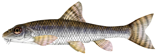Le goujon Le goujon
