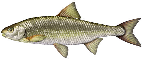 Il DACE comune Il DACE comune